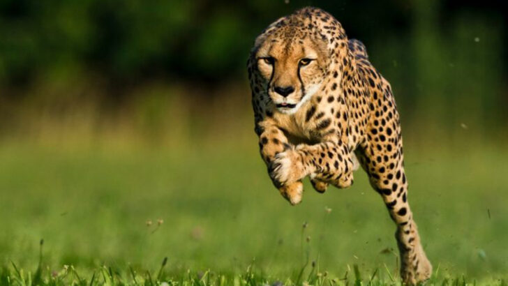 The 14 Most Photographed Wild Cats & 7 Rare Ones You’ve Never Heard Of