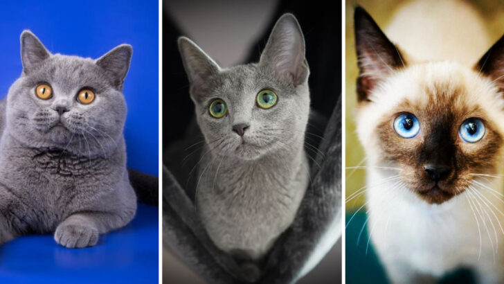 The 15 Most Popular Cat Breeds of 2025