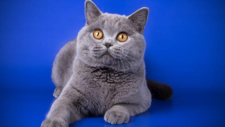 The 19 Longest Living Cat Breeds