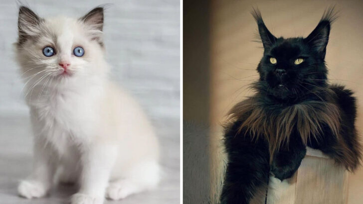The 3 Most Stunningly Photogenic Cat Breeds & 5 Furry Blur Machines That Just Won’t Sit Still