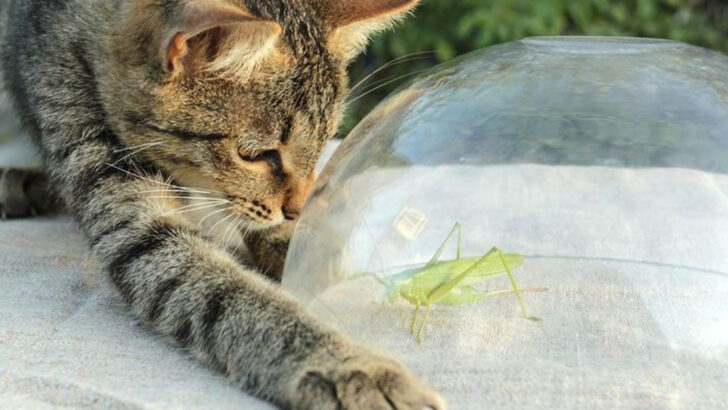The 8 Real Reasons Why Cats Love Hunting Spiders (It’s More Than Fun!)