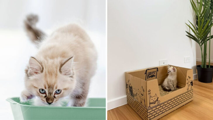 The 9 best natural cat litters of 2025