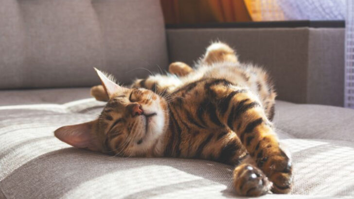 The Cat-Friendly Couch: 10 Sofa Traits Every Pet Owner Should Look For