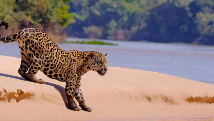 The Fascinating Evolution And Lineages Of 41 Wild Cat Species Worldwide