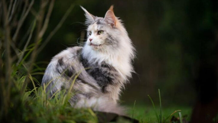The Maine Coon Debate: 5 Reasons to Welcome One Home & 5 Reasons You Might Not