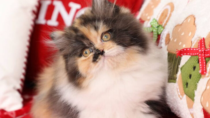 The Most Beloved Calico Cat Breeds for Pet Owners