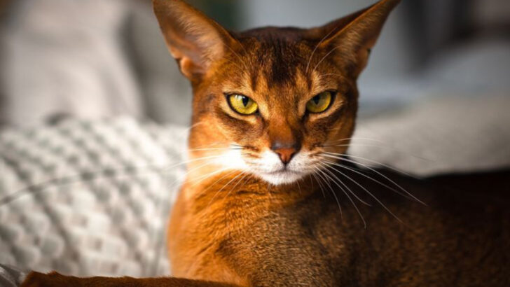 The Science Behind Cat Fur: Evolution of Colors and Patterns in Domestic Breeds
