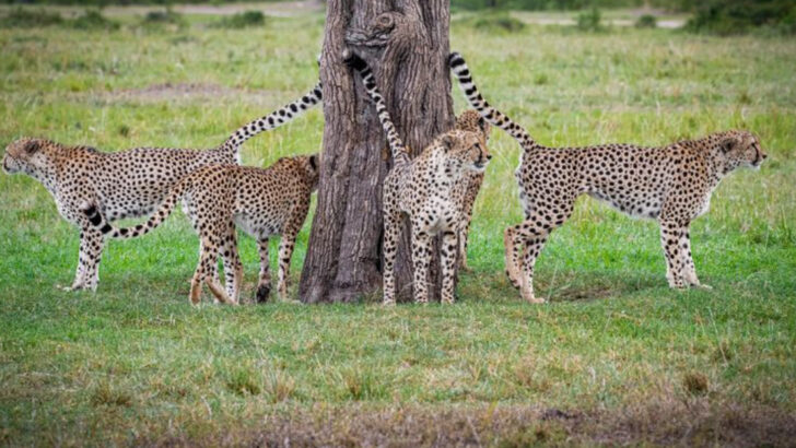 The Science of Space: How Big Cat Species Establish and Guard Territories