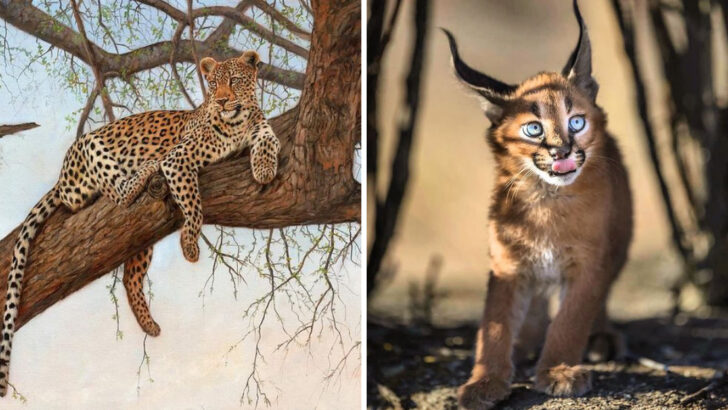 The World’s Top 12 Most Awe-Inspiring Big Cats