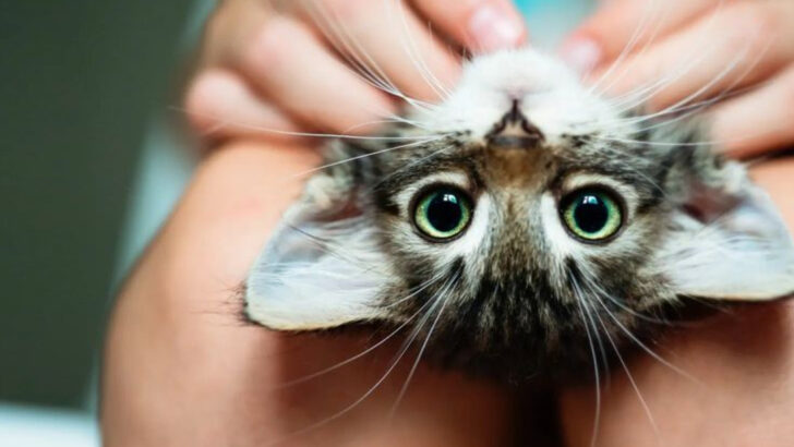 These 13 Cat Benefits Might Be the Therapy You Didn’t Know You Needed
