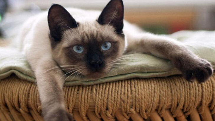 These 14 Cat Breeds Always Know Where the Warmest Place Is