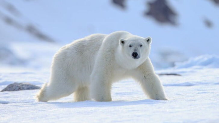 These 20 Wild Animals Make North America a Dangerous Place