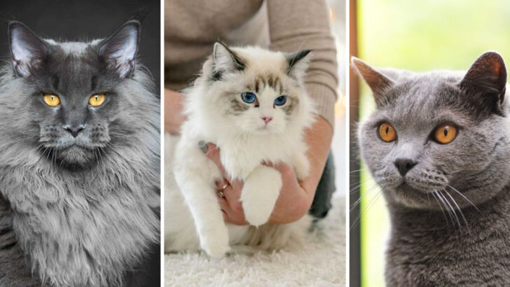 These 23 Unique Cats Deserve All the Attention