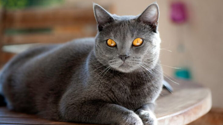 Top 20 Largest Domestic Cat Breeds by Weight