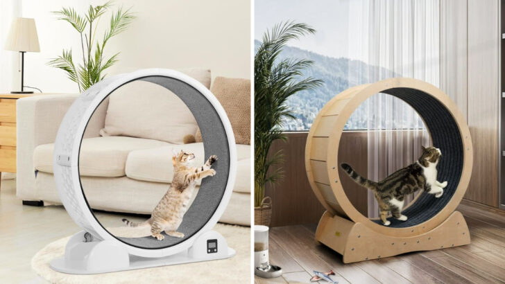 Top 7 Cat Exercise Wheels That Keep Indoor Cats Active and Happy