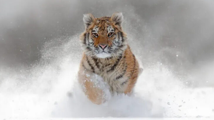 Top Predators: The 15 Most Dangerous Big Cats Roaming the Wild