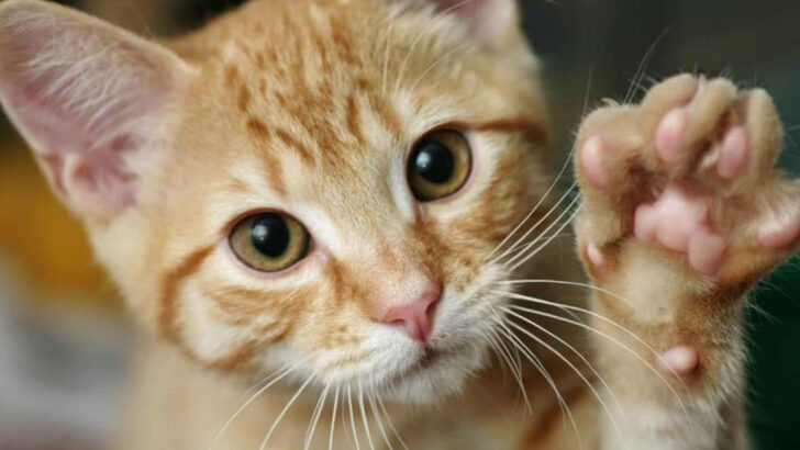 Vet-Approved Tips: How to Properly Care for Your Cat’s Paws