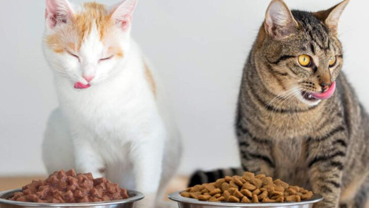 Vet-Recommended Tips for Picking the Right Food for Your Cat