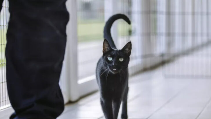 What Cats Can Teach Us: 20 Life Lessons from Our Feline Friends