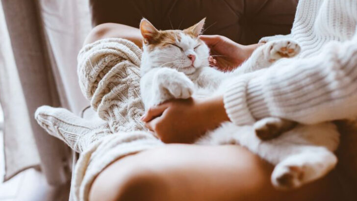 What Every Cat Owner Needs to Know to Raise a Happy, Healthy Feline