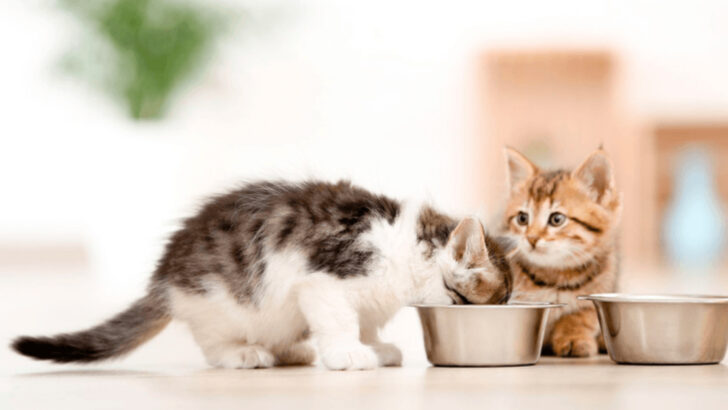 When Is the Right Time to Transition Your Kitten to Adult Cat Food?