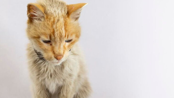 When Your Cat Refuses Food: 11 Signs It’s Time to Take Action