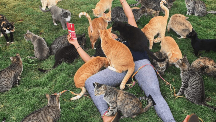 Where Can Cats Roam Freely? The Safest U.S. States for Outdoor Exploration