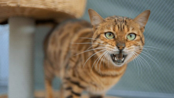 Why Is My Cat Meowing So Much? 14 Potential Reasons
