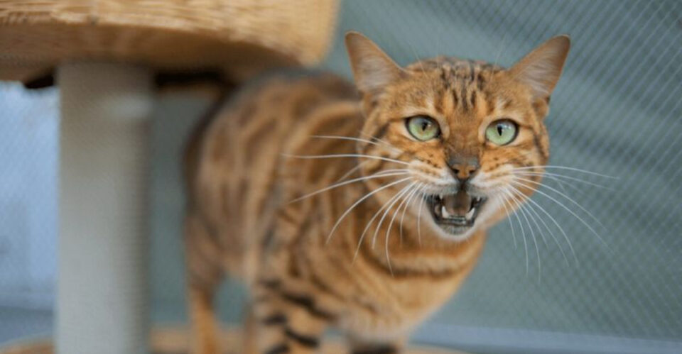 Why Is My Cat Meowing So Much? 14 Potential Reasons