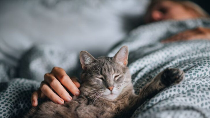 Why Sleeping With Cats Can Hurt Your Sleep Quality