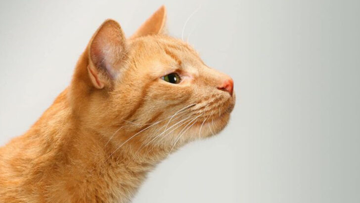 Yes, Your Cat Recognizes Your Scent—Here’s How