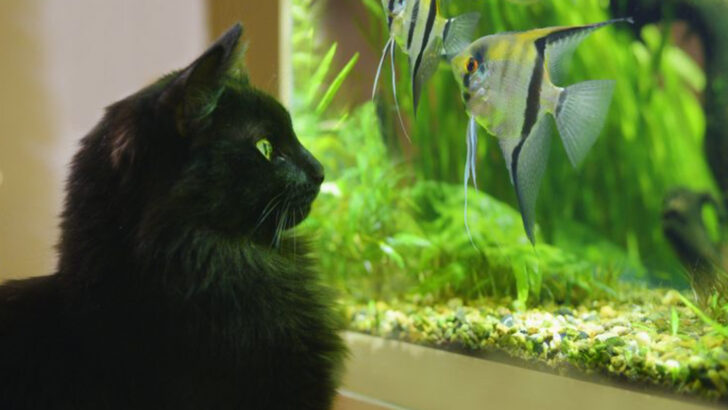 Zodiac Cats: 12 Unique Traits Linked to Your Cat’s Birthday
