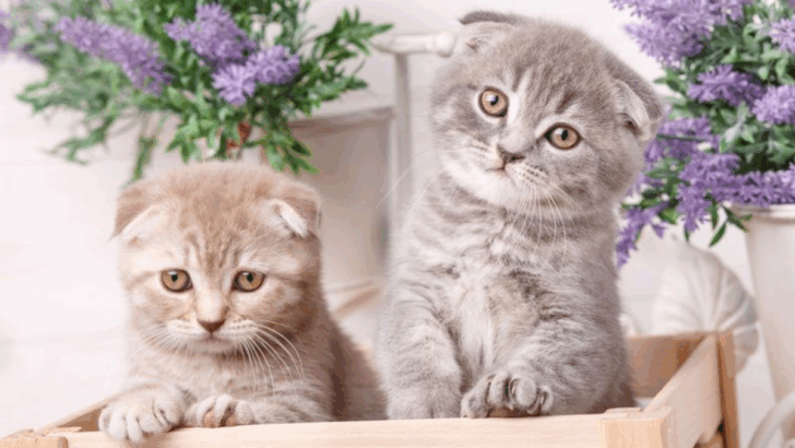 10 Loyal Cat Breeds Known for Their Fierce Devotion to Owners