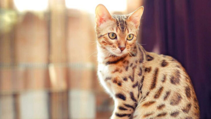 10 Ancient-to-Modern Cat Breeds That Shaped Feline History