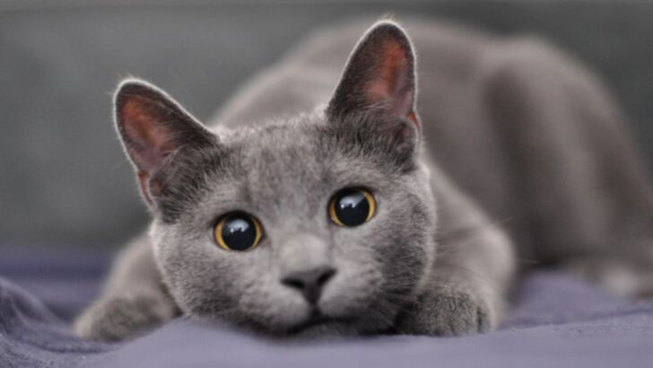 10 Cat Breeds That Bring Big Joy in Small Packages
