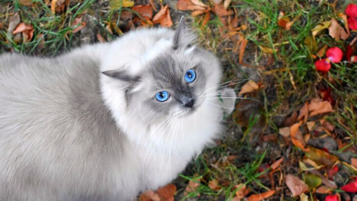 10 Cat Breeds That Can’t Survive In The Wild