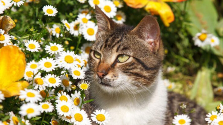 10 Cat-Safe Herbs You Can Grow at Home