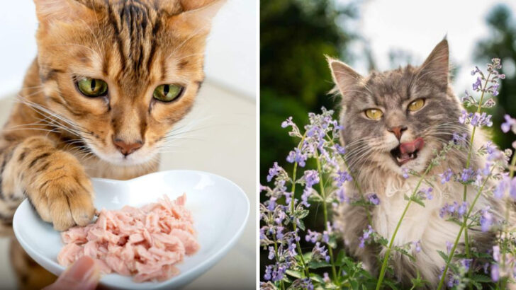 10 Easy Ways to Make Your Cat’s Meals More Exciting