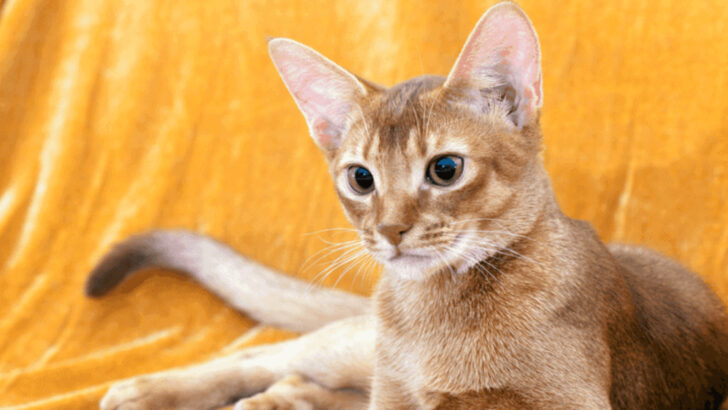 10 Emotionally Sensitive Cats That Choose Their People Carefully