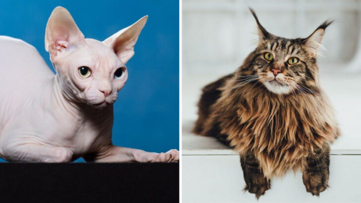 10 Exotic Cat Breeds That Challenge the Idea of a House Pet
