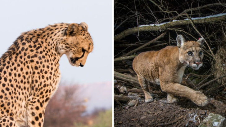 10 Key Environmental Issues Threatening Big Cats Worldwide
