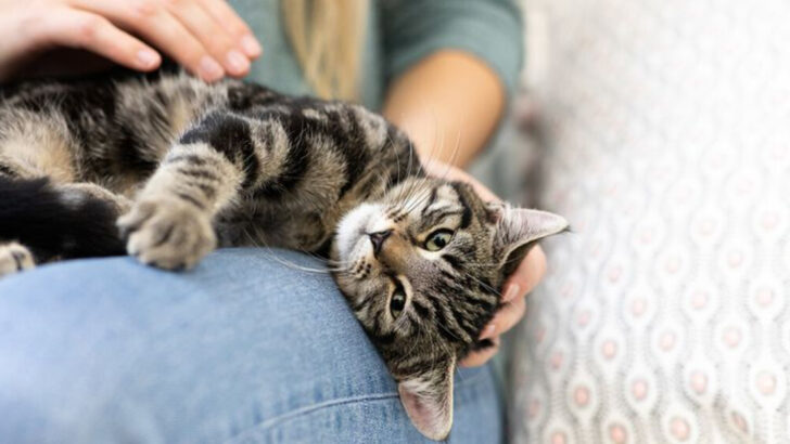 10 Loving Things Cats Do to Comfort You Before They Pass