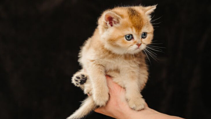 10 Loyal Cat Breeds That Will Stick by Your Side No Matter What