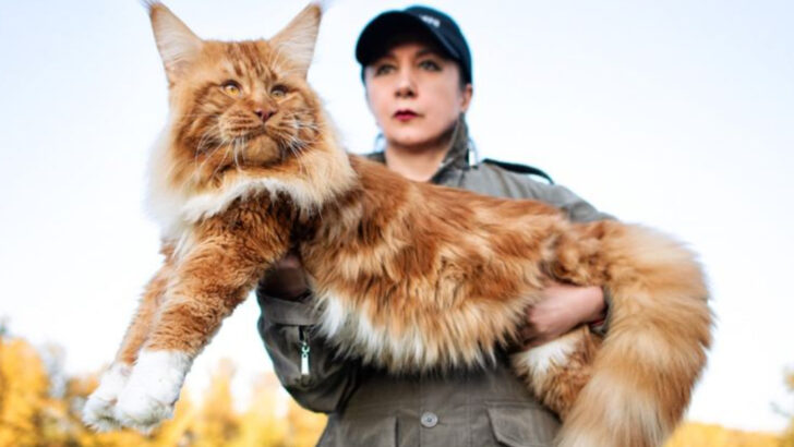 10 Most Popular Cat Breeds from the 1970s