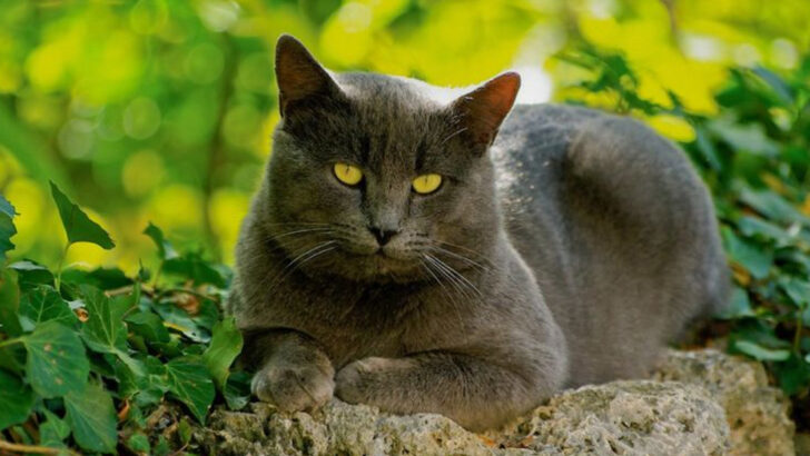 10 Old-School Cat Breeds That Refused to Be Replaced by Modern Favorites
