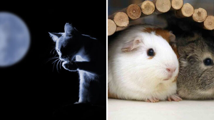 10 Reasons Why Cats Might Not Be Right for First-Time Owners & 6 Pets That Are