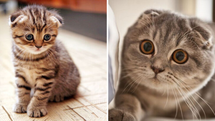 10 Reasons You Should Not Get A Scottish Fold Cat