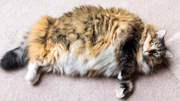 10 Signs Your Cat Needs to Lose Weight—and How You Can Support Them
