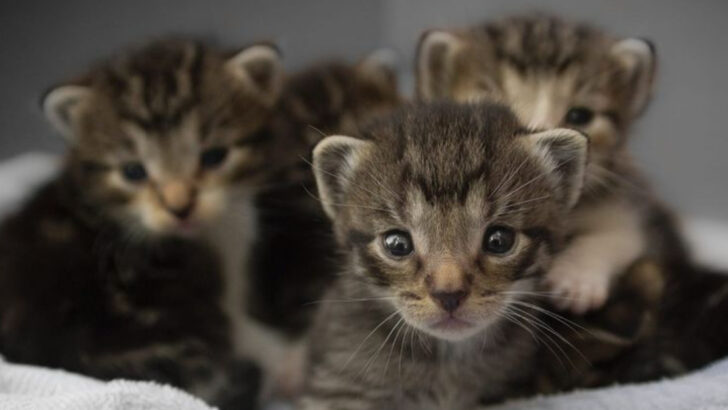 10 States With the Largest Number of Cats Still Waiting to Be Adopted