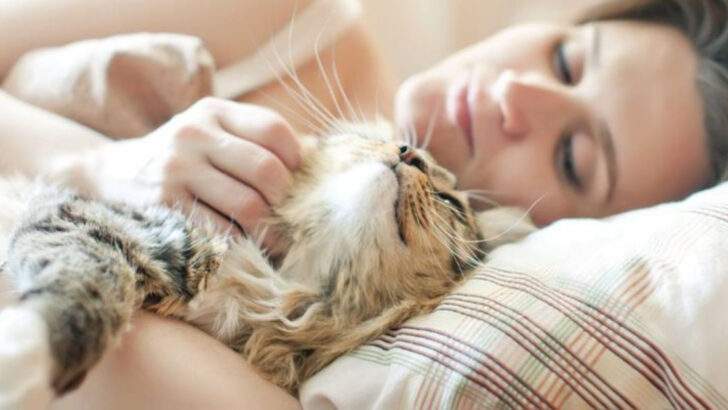 10 Subtle Signs Your Cat Is Getting More Comfortable with You